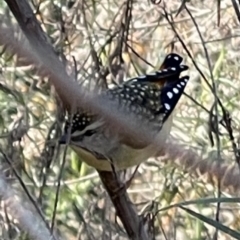 Pardalotus punctatus (Spotted Pardalote) at Hackett, ACT - 7 Sep 2023 by Louisab