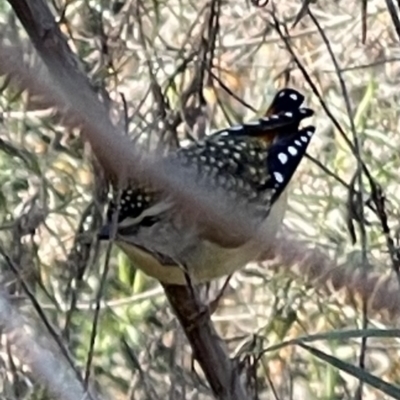 Pardalotus punctatus (Spotted Pardalote) at Hackett, ACT - 7 Sep 2023 by Louisab