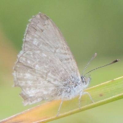 Zizina otis (Common Grass-Blue) at Pine Island to Point Hut - 26 Mar 2023 by michaelb