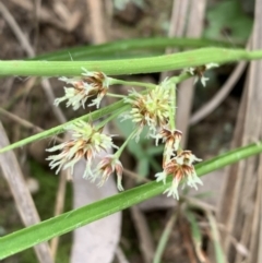 Luzula densiflora (Dense Wood-rush) at Black Mountain - 27 Aug 2023 by BronClarke