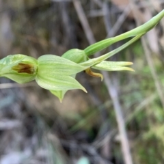 Bunochilus umbrinus (Broad-sepaled Leafy Greenhood) at Canberra Central, ACT - 6 Sep 2023 by BronClarke