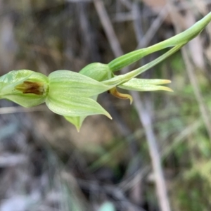 Bunochilus umbrinus (ACT) = Pterostylis umbrina (NSW) at suppressed - 6 Sep 2023