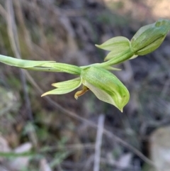 Bunochilus umbrinus (ACT) = Pterostylis umbrina (NSW) at suppressed - suppressed