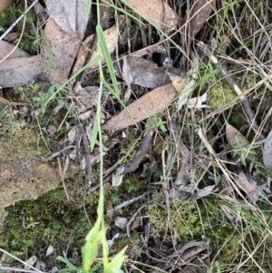 Bunochilus umbrinus (ACT) = Pterostylis umbrina (NSW) at suppressed - 6 Sep 2023