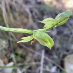 Bunochilus umbrinus (ACT) = Pterostylis umbrina (NSW) at suppressed - 6 Sep 2023