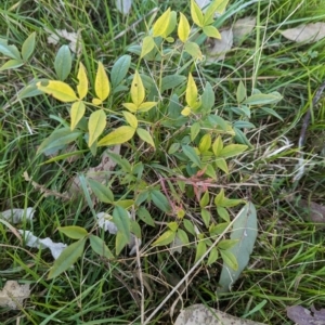 Nandina domestica at Belconnen, ACT - 7 Sep 2023