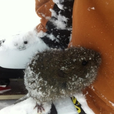 Mastacomys fuscus (Broad-toothed Rat) at Kosciuszko National Park - 22 Aug 2013 by sharper