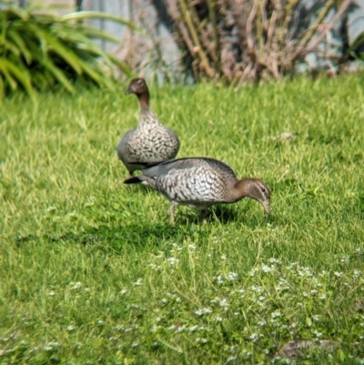 Chenonetta jubata (Australian Wood Duck) at Albury - 4 Sep 2023 by Darcy