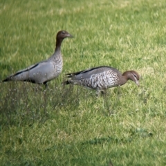 Chenonetta jubata at North Albury, NSW - suppressed