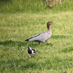 Grallina cyanoleuca at North Albury, NSW - suppressed