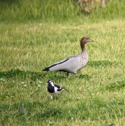 Grallina cyanoleuca (Magpie-lark) at Albury - 4 Sep 2023 by Darcy