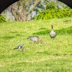 Grallina cyanoleuca at North Albury, NSW - suppressed