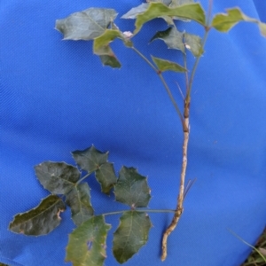 Berberis aquifolium at Belconnen, ACT - 7 Sep 2023