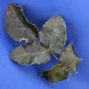 Berberis aquifolium at Belconnen, ACT - 7 Sep 2023