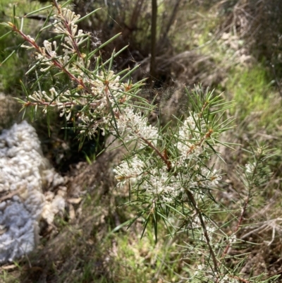 Hakea decurrens subsp. decurrens (Bushy Needlewood) at Flea Bog Flat, Bruce - 7 Sep 2023 by lyndallh