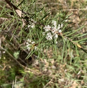 Hakea decurrens subsp. decurrens at Bruce, ACT - 7 Sep 2023 12:47 PM