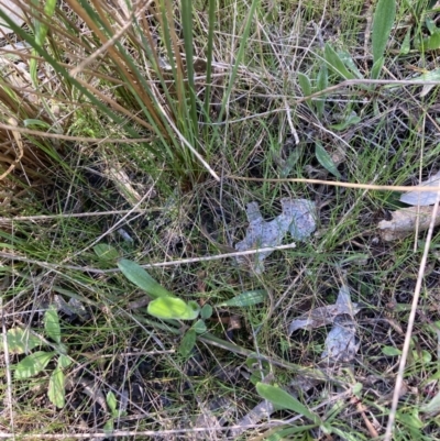 Juncus remotiflorus (Diffuse Rush) at Bruce Ridge to Gossan Hill - 7 Sep 2023 by lyndallh