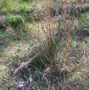 Juncus remotiflorus at Bruce, ACT - 7 Sep 2023