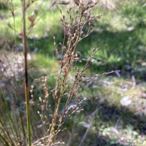 Juncus remotiflorus at Bruce, ACT - 7 Sep 2023