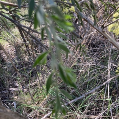 Acacia howittii (Sticky Wattle) at Bruce, ACT - 7 Sep 2023 by lyndallh