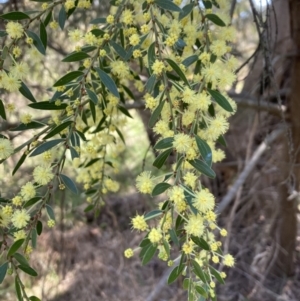 Acacia howittii at Bruce, ACT - 7 Sep 2023