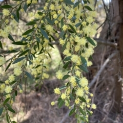 Acacia howittii at Bruce, ACT - 7 Sep 2023