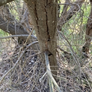 Acacia howittii at Bruce, ACT - 7 Sep 2023