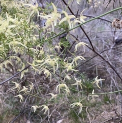 Clematis leptophylla (Small-leaf Clematis, Old Man's Beard) at Flea Bog Flat, Bruce - 5 Sep 2023 by lyndallh