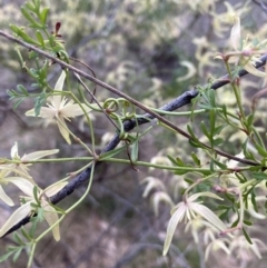Clematis leptophylla at Bruce, ACT - 5 Sep 2023