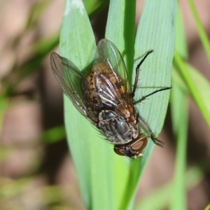 Calliphora stygia at Wodonga, VIC - 6 Sep 2023