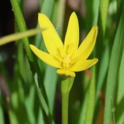 Pauridia vaginata (Yellow Star) at Wodonga, VIC - 6 Sep 2023 by KylieWaldon