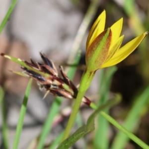 Pauridia vaginata at Wodonga, VIC - 6 Sep 2023