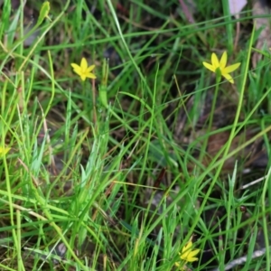 Pauridia vaginata at Wodonga, VIC - 6 Sep 2023