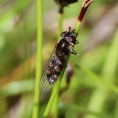 Melangyna viridiceps (Hover fly) at Wodonga, VIC - 6 Sep 2023 by KylieWaldon