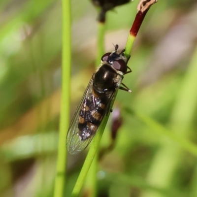 Unidentified Hover fly (Syrphidae) at Wodonga, VIC - 6 Sep 2023 by KylieWaldon