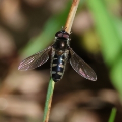 Melangyna viridiceps at Wodonga, VIC - 6 Sep 2023