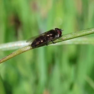 Melangyna viridiceps at Wodonga, VIC - 6 Sep 2023 11:40 AM