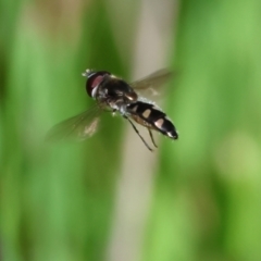 Melangyna viridiceps at Wodonga, VIC - 6 Sep 2023