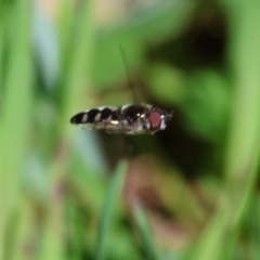 Melangyna viridiceps at Wodonga, VIC - 6 Sep 2023