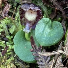 Corybas diemenicus at Mount Buffalo, VIC - 4 Sep 2023 by AnneG1