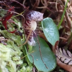 Corybas diemenicus at Mount Buffalo, VIC - suppressed