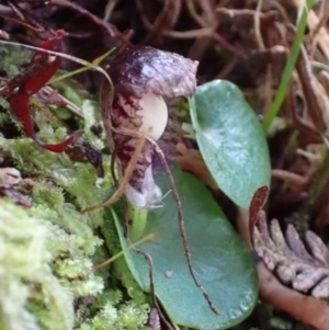 Corybas diemenicus at Mount Buffalo, VIC - 4 Sep 2023