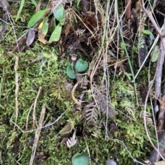 Corybas diemenicus at Mount Buffalo, VIC - 4 Sep 2023