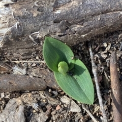 Chiloglottis sp. (A Bird/Wasp Orchid) at Alpine Shire - 4 Sep 2023 by AnneG1