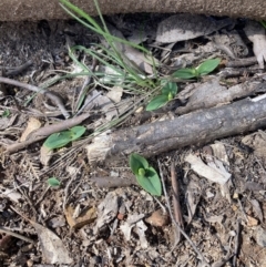 Chiloglottis sp. at Mount Buffalo, VIC - 4 Sep 2023