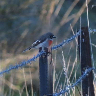 Petroica boodang (Scarlet Robin) at Denman Prospect, ACT - 24 Jun 2023 by AndyRoo