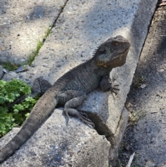 Intellagama lesueurii howittii (Gippsland Water Dragon) at Acton, ACT - 7 Sep 2023 by AaronClausen