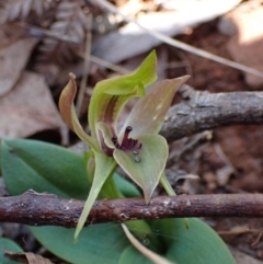 Chiloglottis valida (Large Bird Orchid) at Mount Buffalo National Park - 4 Sep 2023 by AnneG1