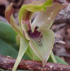 Chiloglottis valida at Mount Buffalo, VIC - suppressed