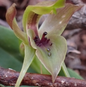 Chiloglottis valida at Mount Buffalo, VIC - 4 Sep 2023